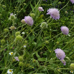 Knautia midzorensis